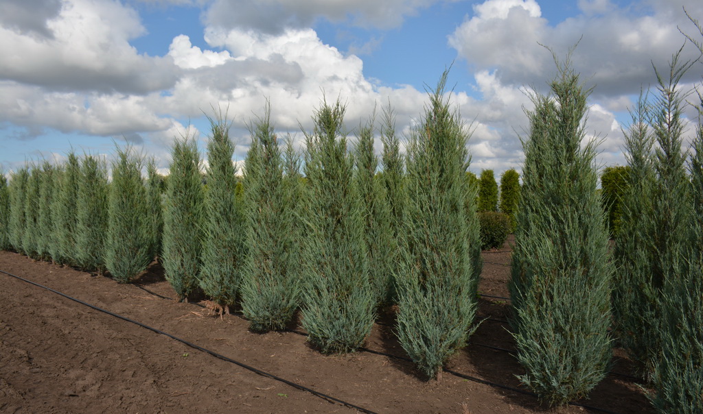 Juniperus scopulorum `Skyrocket` (5).JPG